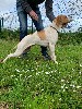  - male pointer pour la bécasse