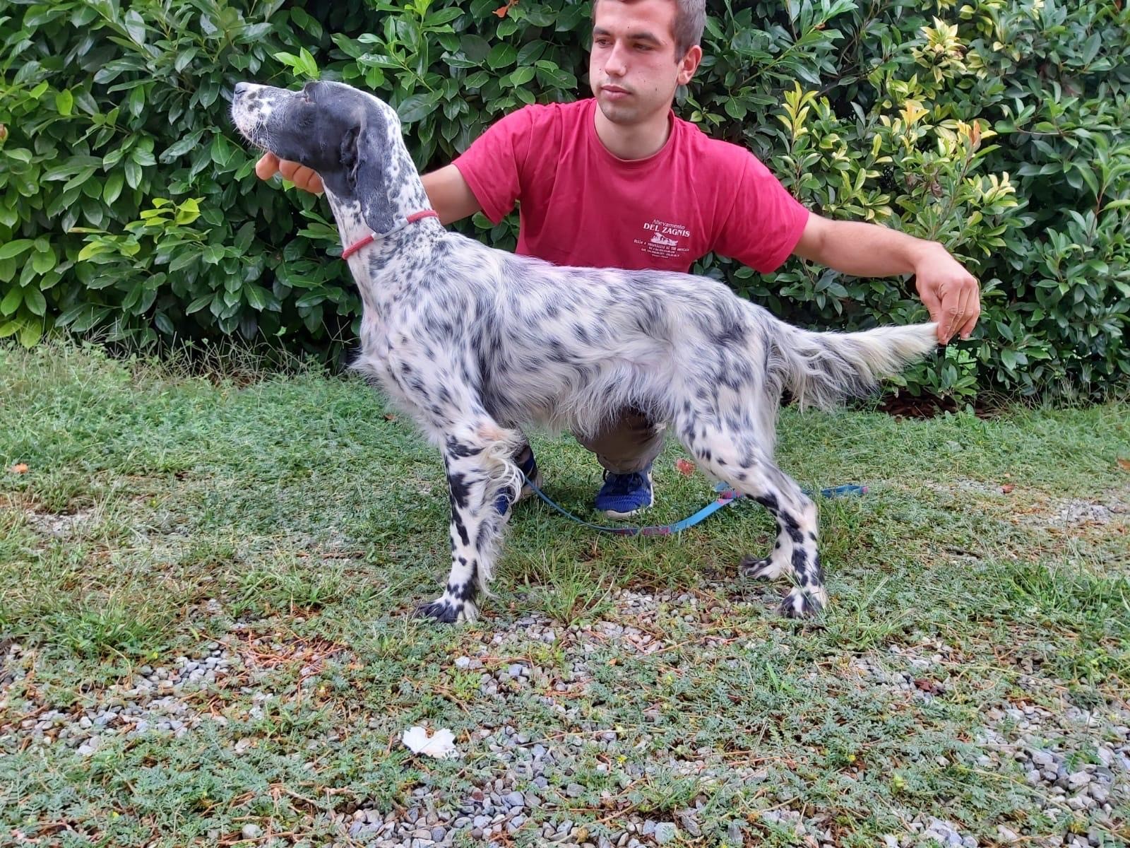 Belle Del zagnis