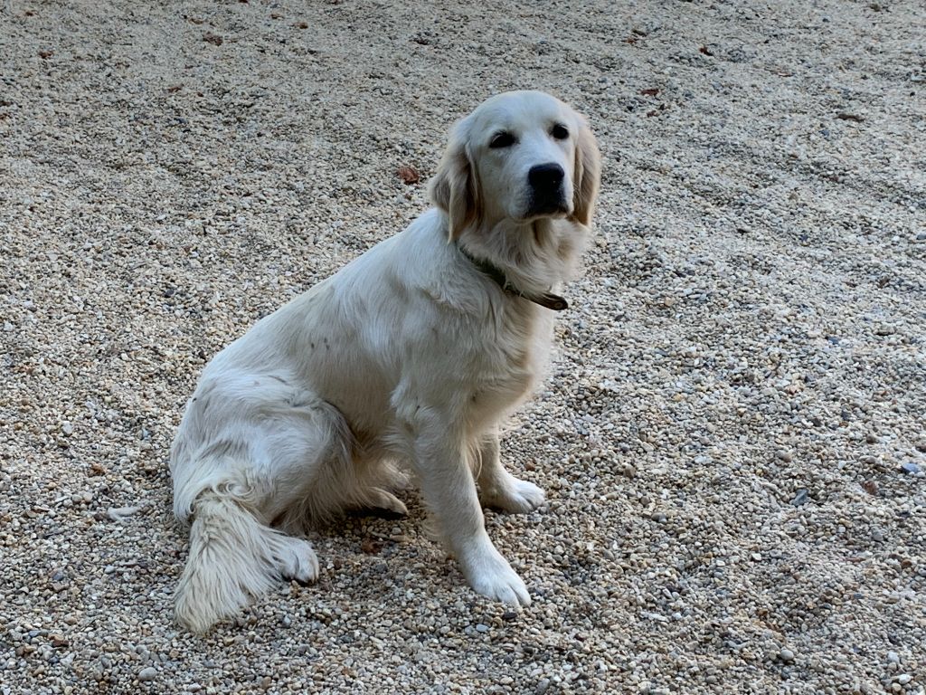Simone Du Petit Desert