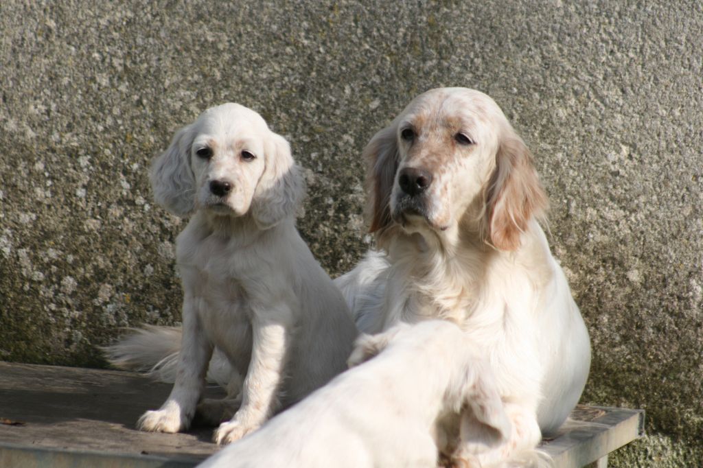 CHIOTS SETTER DISPONIBLES