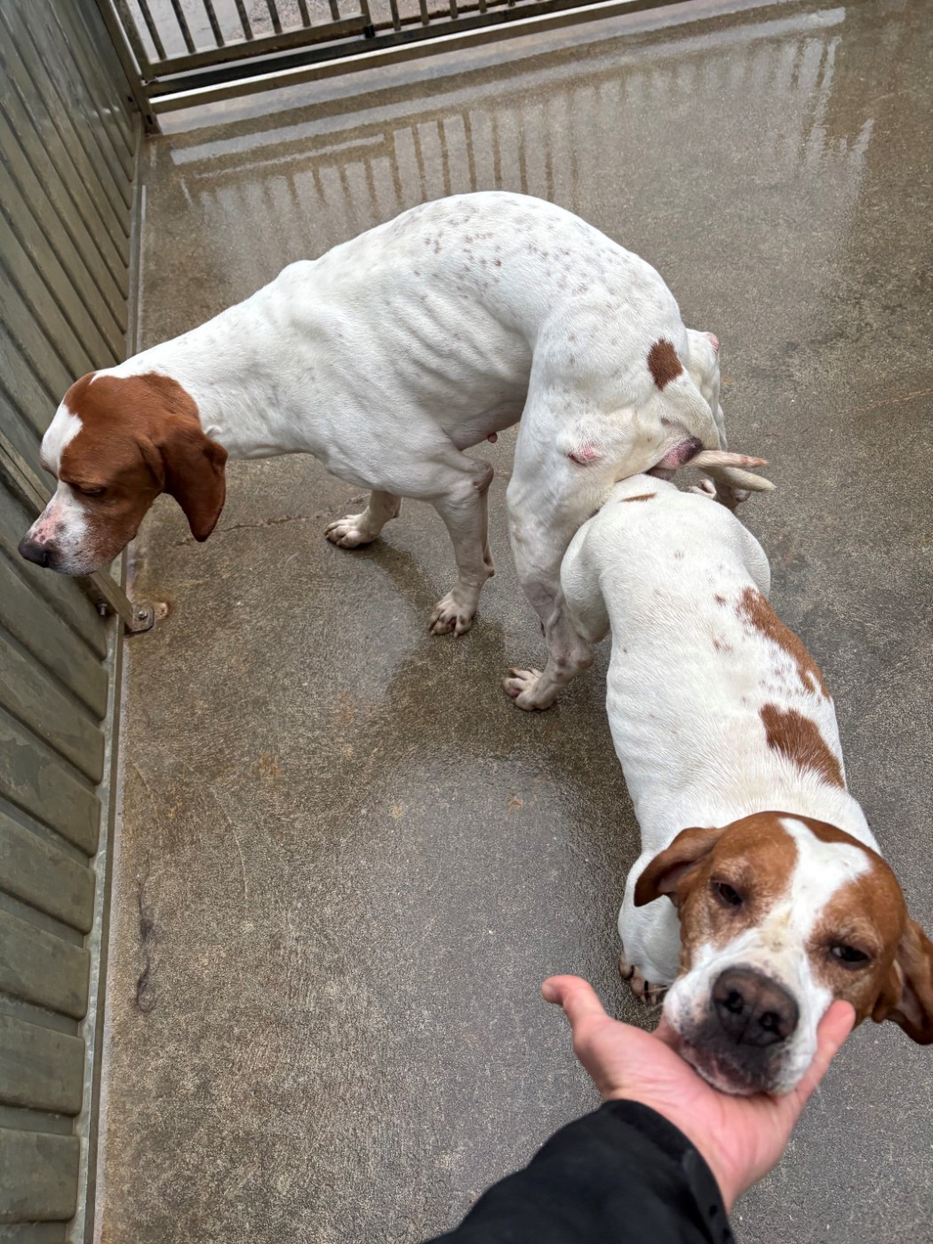 de la Sauvignere - saille pixie et totti des plaines de berloch le 11.01.2026