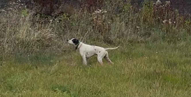 de la Sauvignere - THEIA EST A SAILLIR SEMAINE PROCHAINE