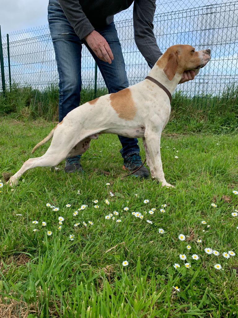 male pointer pour la bécasse