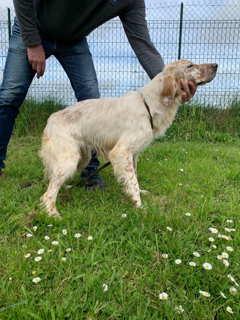 setter anglais lemon a vendre