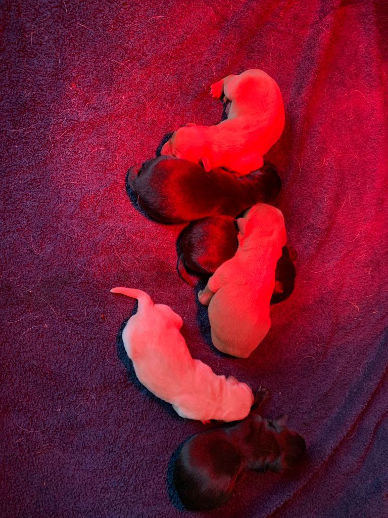 NAISSANCE 6 CHIOTS 