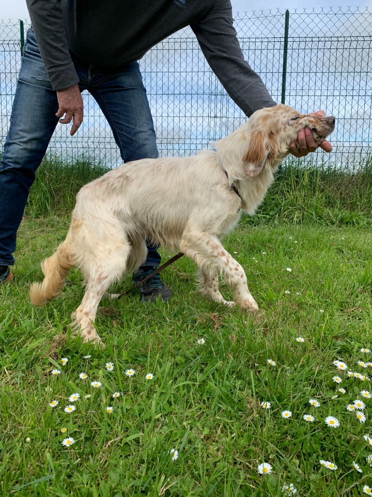 de la Sauvignere - Chiots disponibles - Setter Anglais