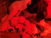 CHIOT