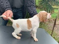 CHIOT