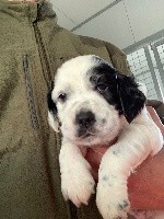 CHIOT