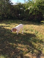 CHIOT