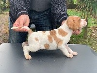 CHIOT