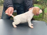 CHIOT