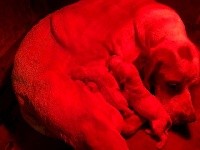 CHIOT
