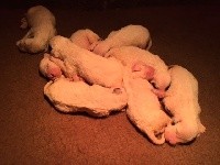 CHIOT