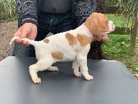 CHIOT