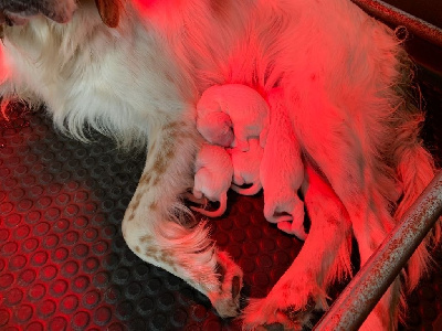 CHIOT
