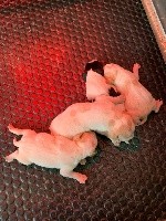 CHIOT