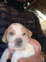 CHIOT