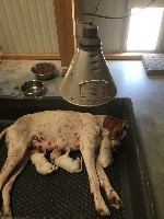 CHIOT
