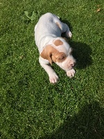 CHIOT