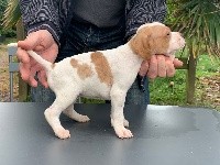 CHIOT