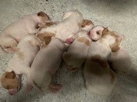 CHIOT