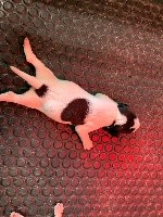 CHIOT