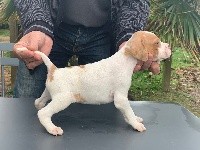 CHIOT